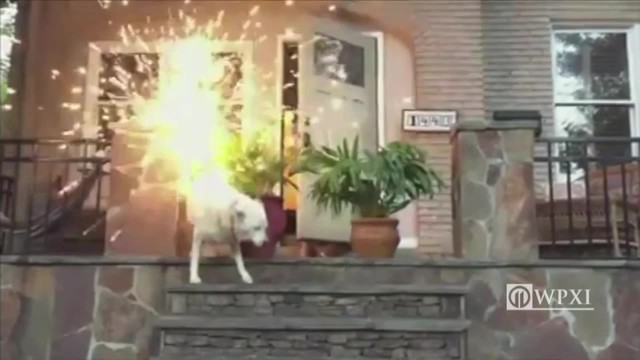 Supreme Source Dog Food Target Supreme Source Dog Food Target