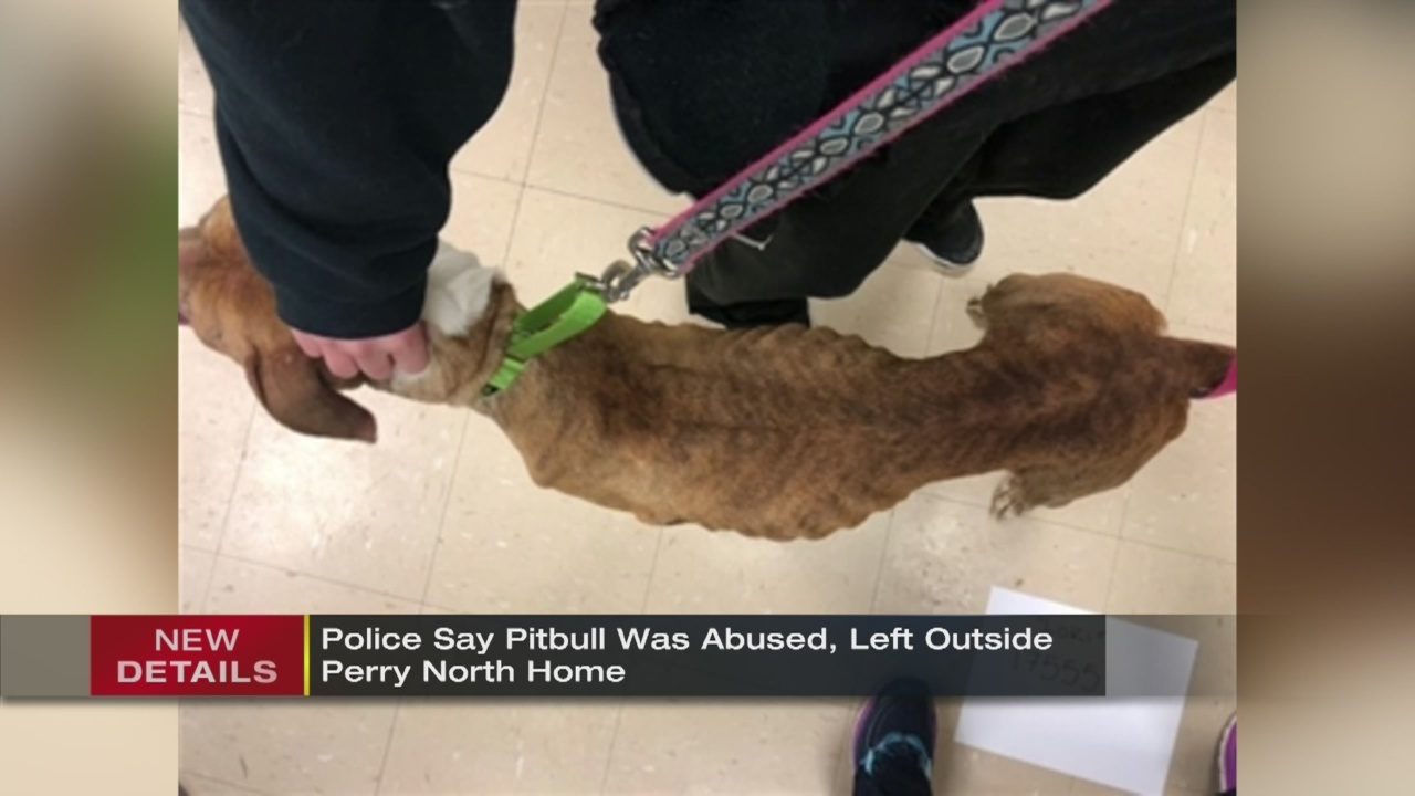 Shelter_provides_update_on_dog_rescued_f_0_10340871_ver1.0_1280_720.jpg