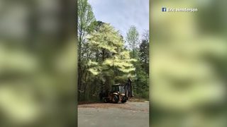 VIDEO: Massive pollen dust cloud falls from tree