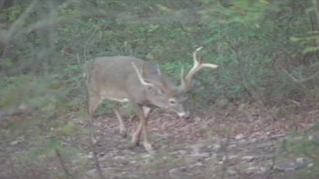 Neurological disease spreading among deer ahead of hunting season, local officials warn - WPXI Pittsburgh thumbnail
